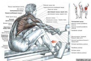Упражнения для спины в картинках
