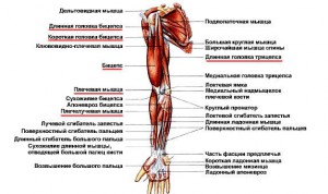 Мышцы рук